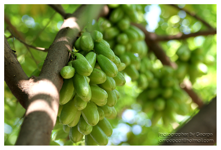 เสียงจากใจตะลิงปลิง – สิรินันท์ นิลวรางกูร (กุ๊กไก่)